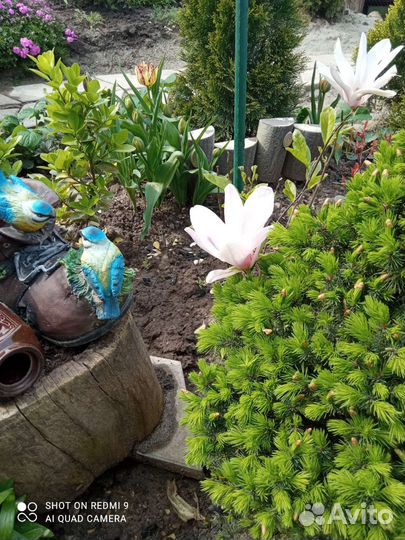 Магнолия Пикчер