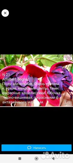 Фуксия сортовая укорененая