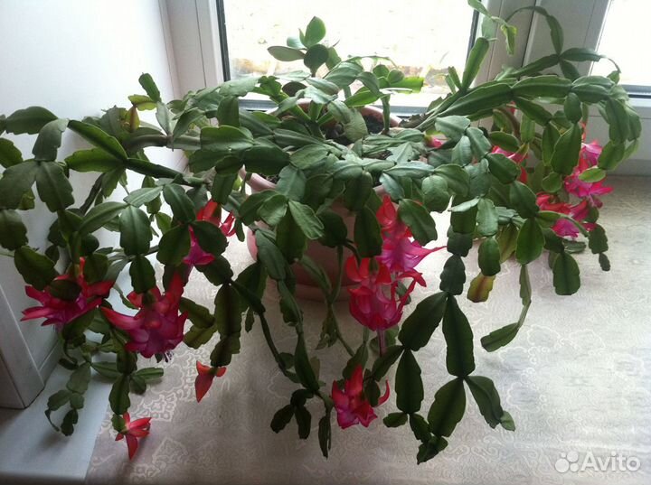 Декабрист цветок