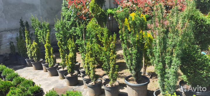 Тис ягодный