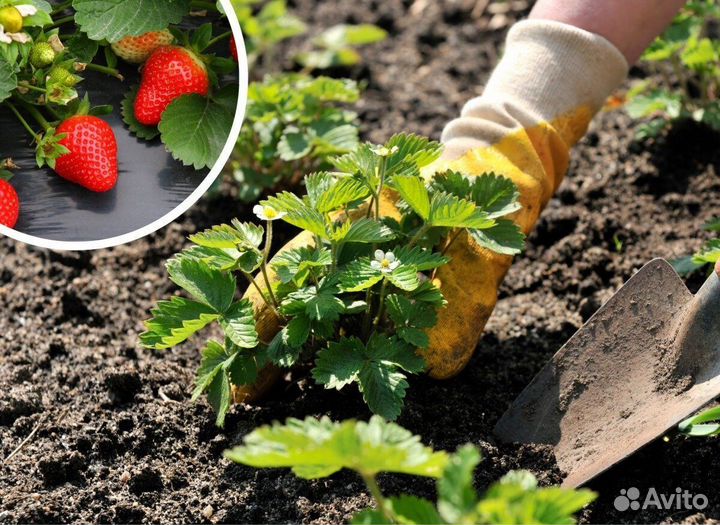 Рабочий посадка клубники 3-х раз. Питание