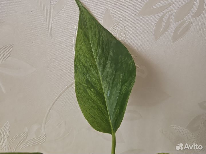 Сциндапсус эпипренум Marble Queen