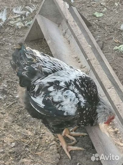 Молодые петухи