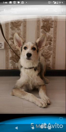 Щенки собачки