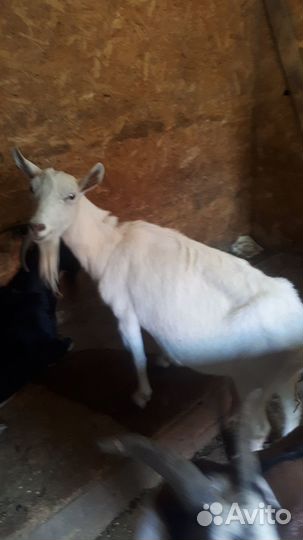 Продам козлят