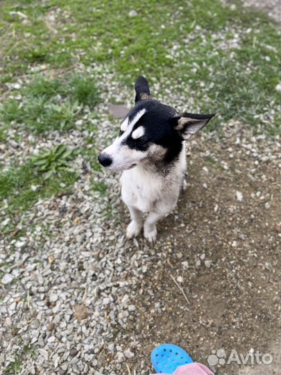 Хаски двортерьер