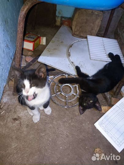 Котята их мать крысоловка