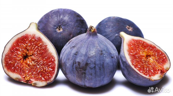 Инжир Крымский черный, Далмацкий белый