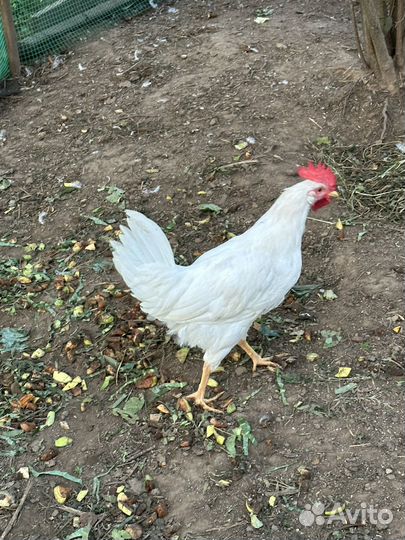 Петухи молодые