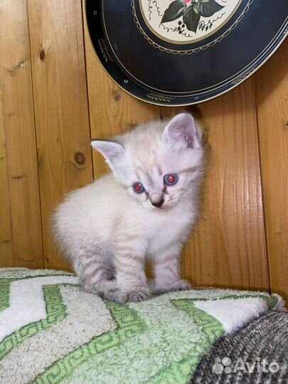 Котята 1,5 месяца