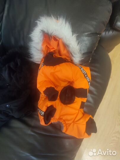 Одежда для собак