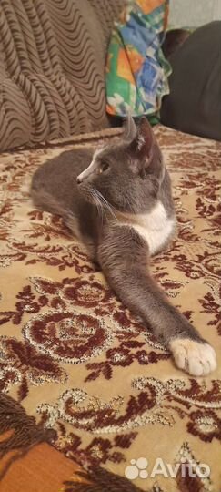 Кошка в хорошие руки