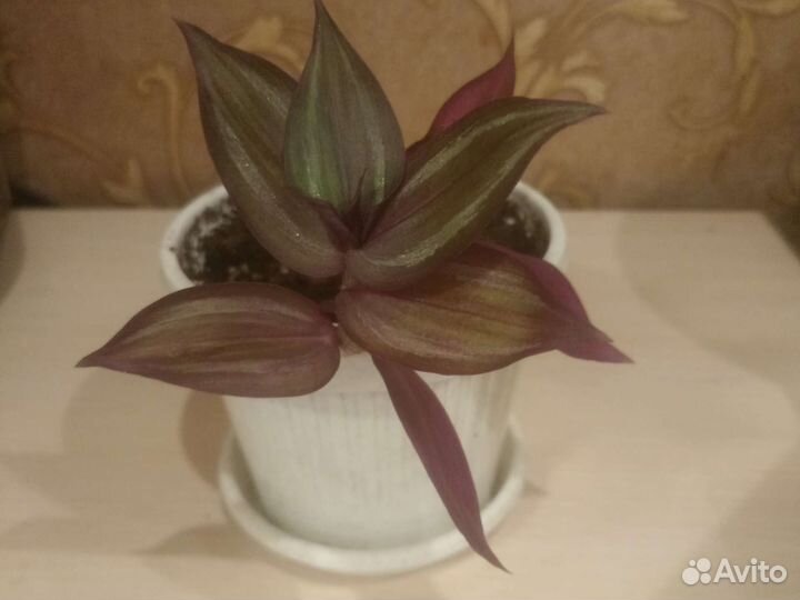 Традесканция