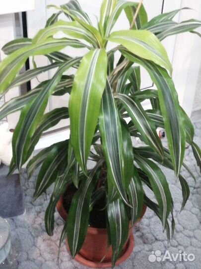 Комнатные растения Драцена