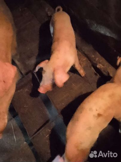 Поросята породы ландрас чистопородный