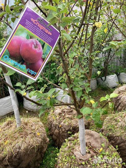 Черешня, груша, яблоня, вишня, слива. Саженцы