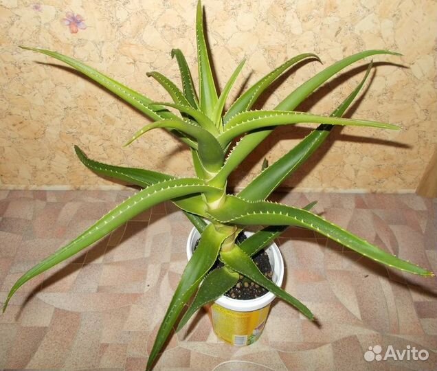 «Алое, Замиокулькас и Драцена»