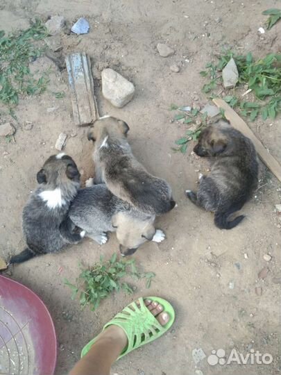 Собаки щенки бесплатно