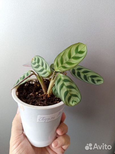 Калатея Бурле Маркса