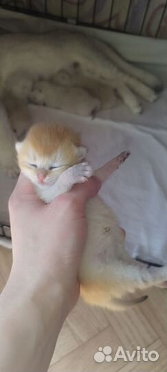 Серебро и золото