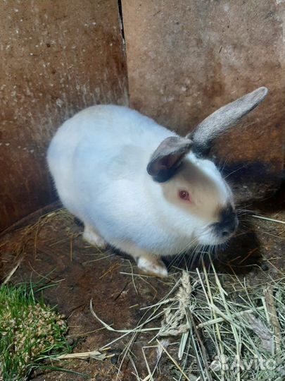 Кролики великаны