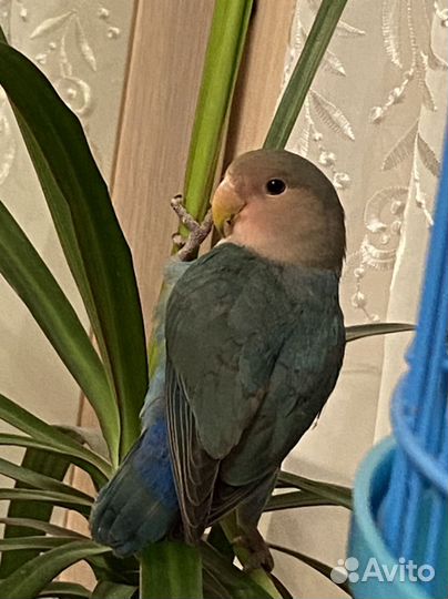 Попугай неразлучник