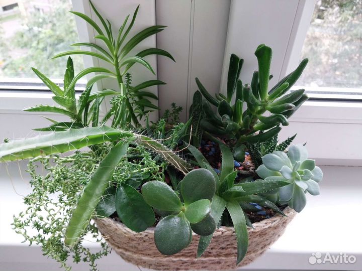 Минисадики