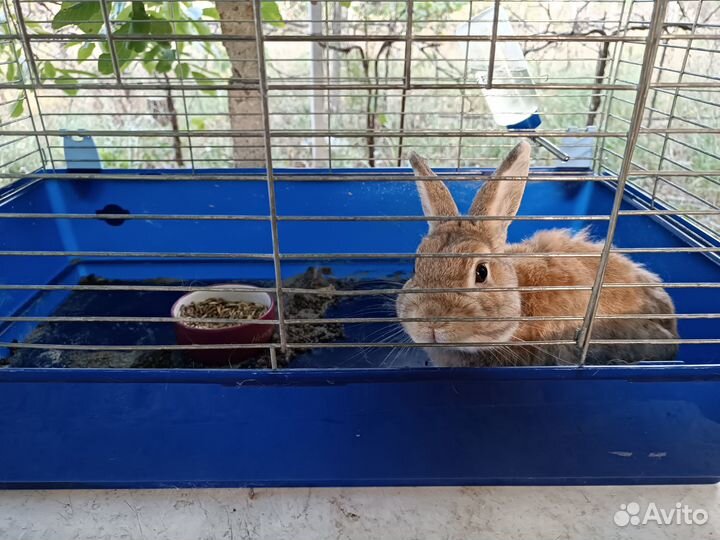 Декоративные кролики