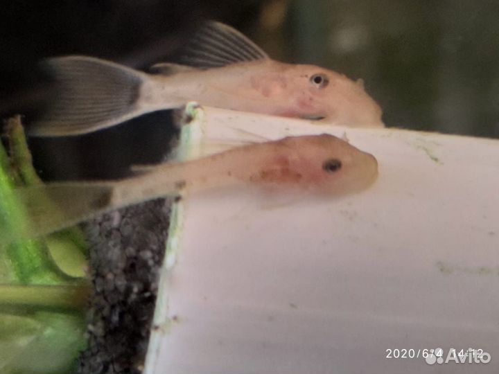 Сомы разные: номер.L144, вуаль,корм