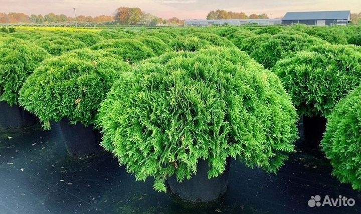 Туя Даника саженцы из питомника