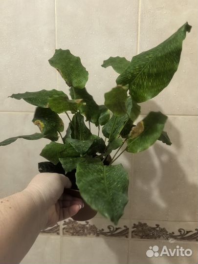 Калатея нетворк