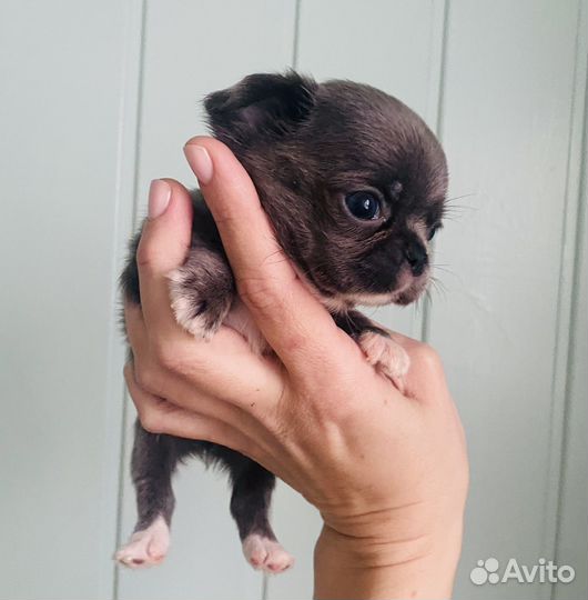 Мини мальчик чихуахуа