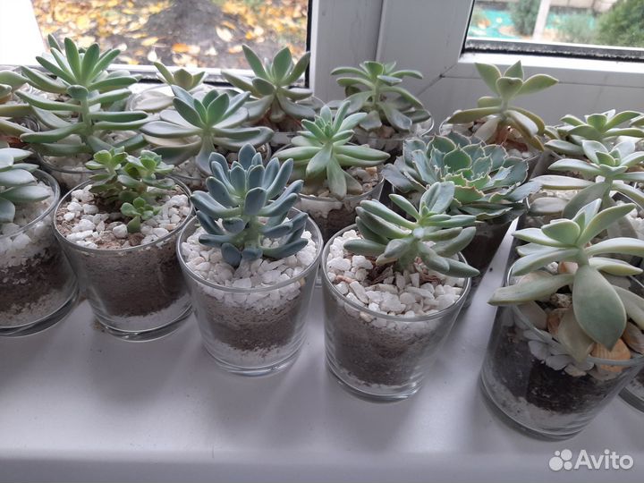 Комнатные цветы