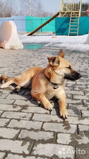Отдам в добрые руки
