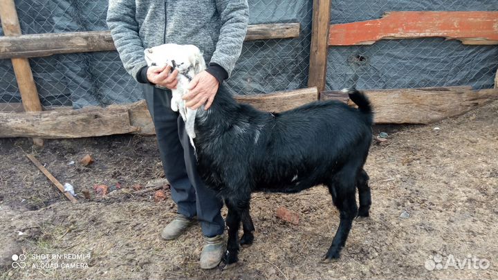 Козел для вязки