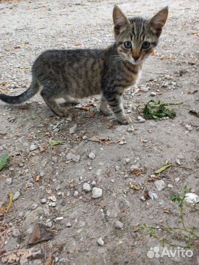 Котик нуждается в помощи