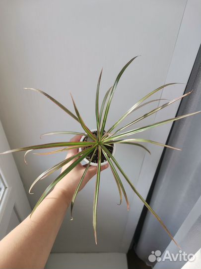 Комнатные растения цветы