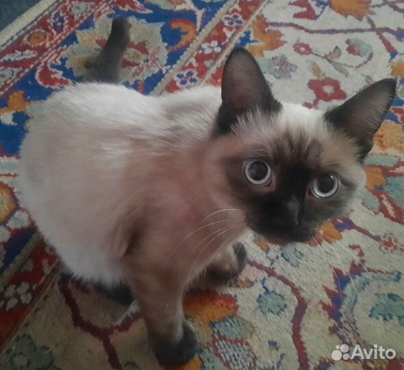 Кошка в дар бесплатно