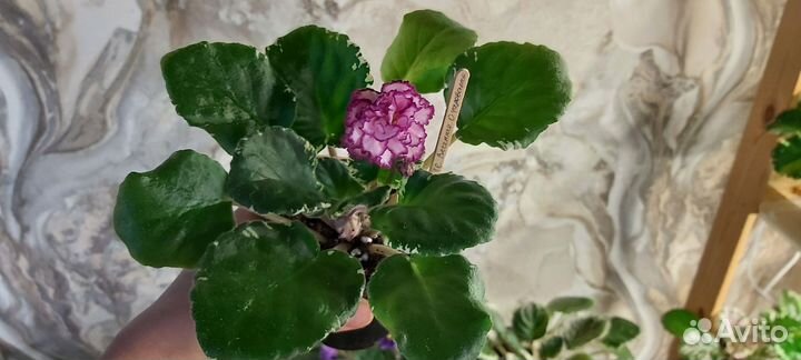 Фиалки сортовые цветущие