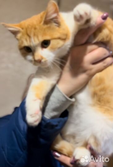 Кот в добрые руки