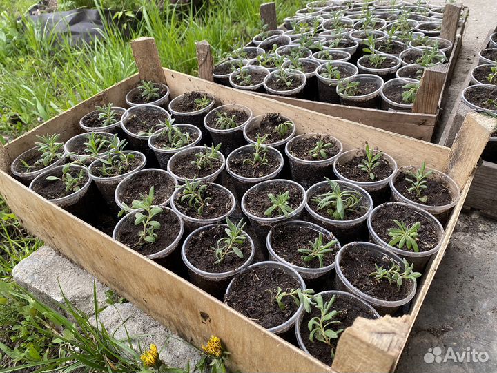 Рассада помидор и огурцов