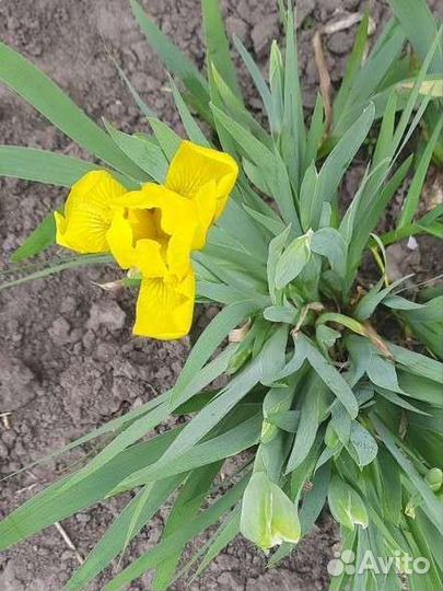 Ирисы карликовые