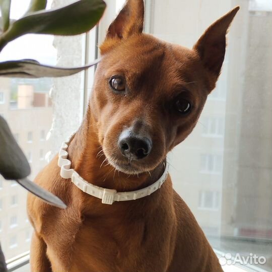 Цвергпинчер для вязки