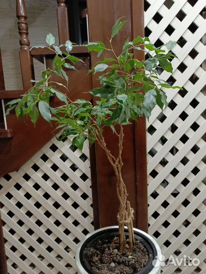 Фикус бенджамина