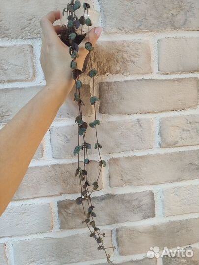 Разные растения