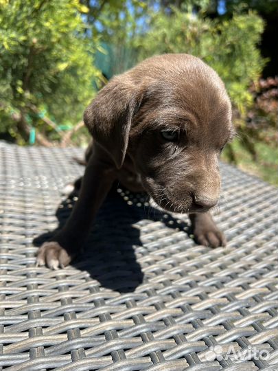 Щенки курцхаара