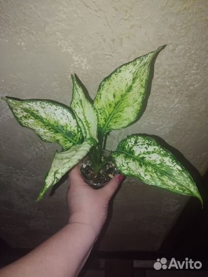 Аглаонема Siam Paragon