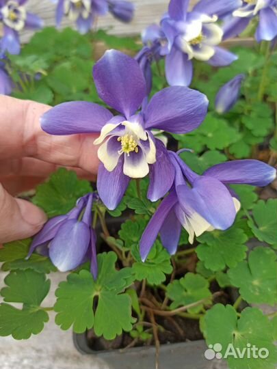 Цветы. Аквилегия миниатюрная (горочная)