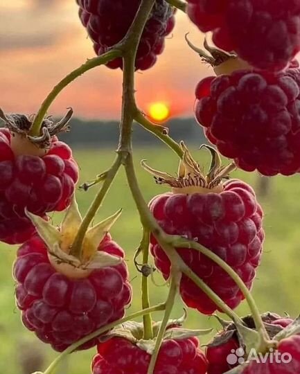 Массаж на дому для женщин и мужчин