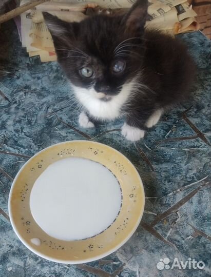 Котик